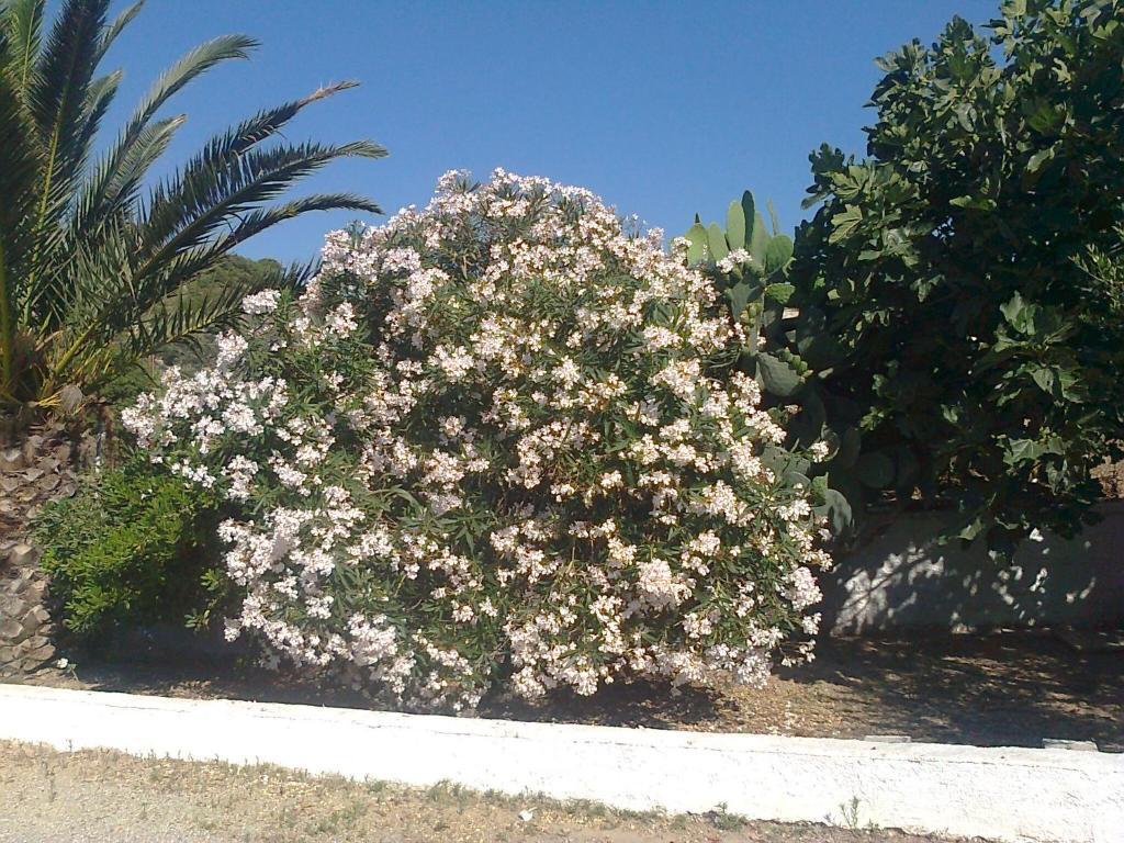 Διαμερίσματα Διονυσία Κέφαλος Εξωτερικό φωτογραφία